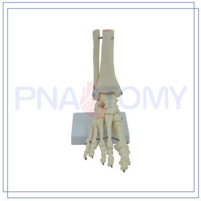 China HOT Advanced PVC PNT-0109F Life Size Foot Joint Model, Foot Bones, Foot Skeleton Model for sale