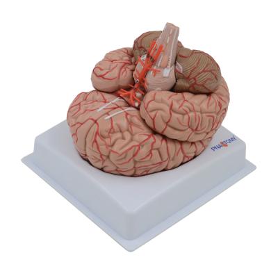 China Advanced Life Size Parts Of The Human Mind PNT-0611 PVC Model 9 for sale