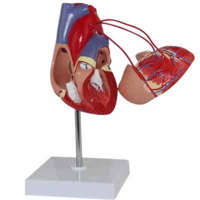 China PVC PNT-0400a Advanced Life Size Human Heart Passage Model for sale