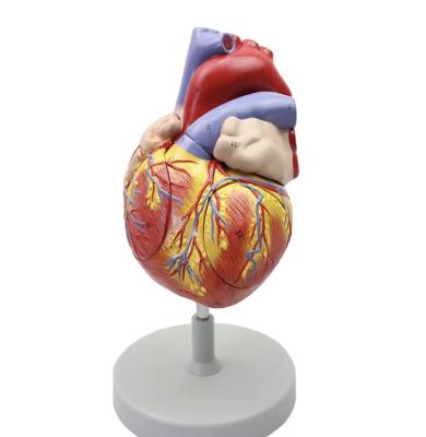 China Advanced PVC Enlarged Human Heart Model Anatomical Heart Model for sale