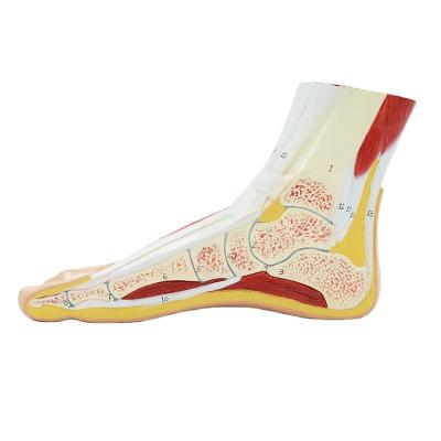 China Medical School Human Foot Skeleton Model With Muscles Medical Science PNT-0347 for sale