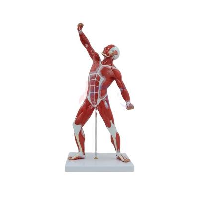 China PVC Muscle MODEL Picture PNT-0341 Advanced Human High Quality Advanced PVC NC Medical Science Anatomical Model PNATOMY; JIA 1200g 50cm for sale