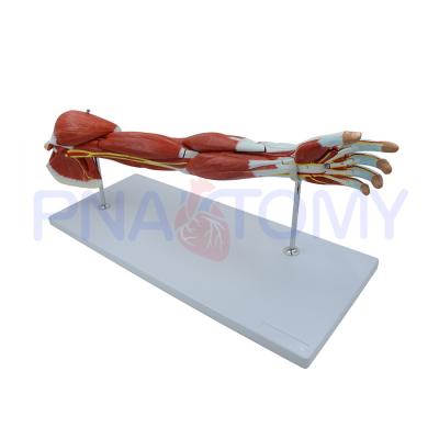 China PVC PNT-0331 Advanced Anatomy Of Human Arm Muscles Anatomical Model for sale