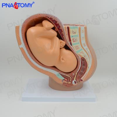 China Advanced PVC PNT-0581 PVC Pregnancy Basin Advanced Luxury Model for sale