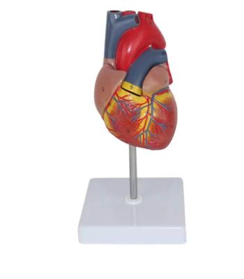 China Advanced PVC PNT-0400 hot sale and high quality human body parts heart for hospital for sale