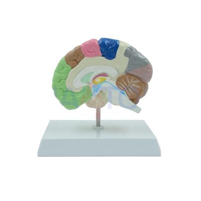 China PNT-06121 PVC Advanced Health Medical Half Brain Human Model For School for sale