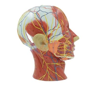 China PVC Advanced Medical Anatomy Human Half Head Model with Muscles and Nerves for sale