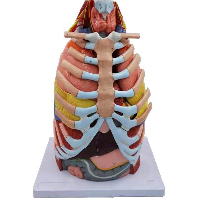 China Anatomical Life Size Chest Model Anatomical Demonstration Life Size Chest Model Liver Stomach And Throat Anatomy Medical Science Educational Equipment for sale