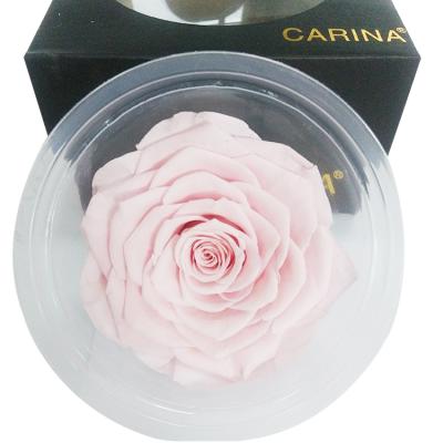 China Touch A Natural Durable Grade Roses Eternal Flower For Decoration for sale