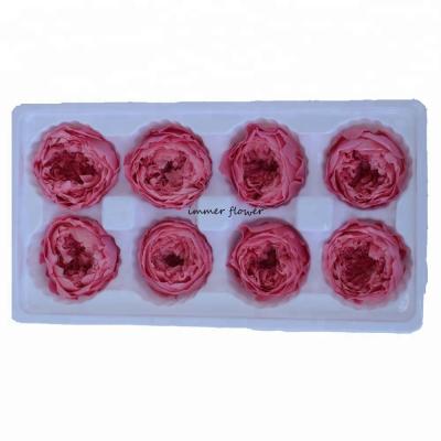 China Natural Contact A Grade Preserved David Austin Rose For Wedding Flower Decorations for sale