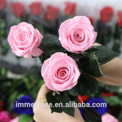 China Long Stem Rose Preserved Rose With Real Eternal Rose Stem Natural Touch for sale