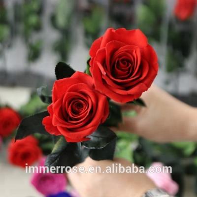 China Preserved Natural Touch Rose Long Stem 5-6cm Rose With Real Rose Stem Wholesaler for sale