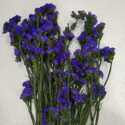 China Natural Touch Preserved Flower Preserved Miosotis Selling Cheap From China for sale