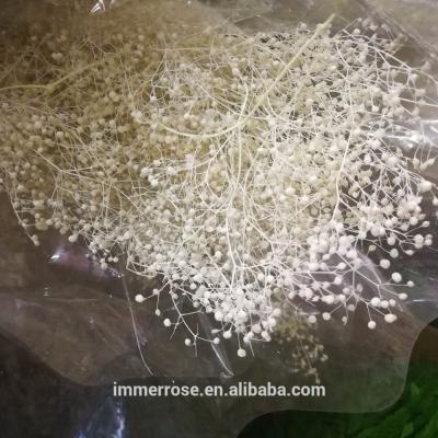 China Natural Touch Preserved White Million Star Dried Babysbreath Little Million Star Flower for sale