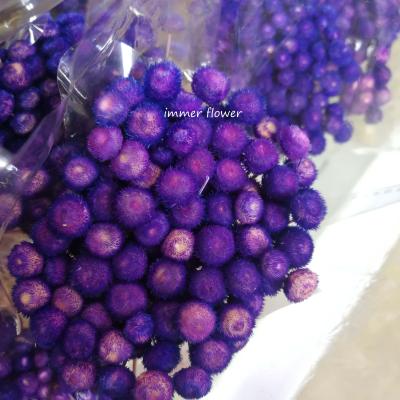 China Natural touch preserved flower bouquet dried shallot flower cluster use to make dry flower bridal bouquet for sale