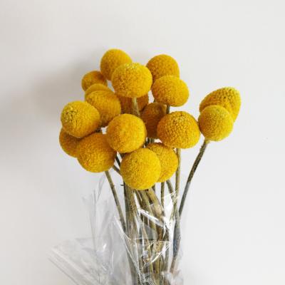 China Caspedia Natural Natural Flower Dry Touch Billy Ball Golden Cluster For Decorative Flower for sale