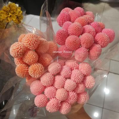 China Natural Golden Touch Ball Preserved Flower Dried Flower Group for sale