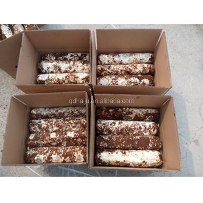 China Fresh Shiitake Log Competitive Price in China for sale