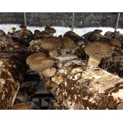 China Fresh edible mushrooms from China for sale in the global market for sale