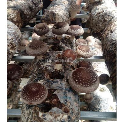 China Fresh Cultivated Shiitake Mushroom for Sale with Good Quality and Price for sale