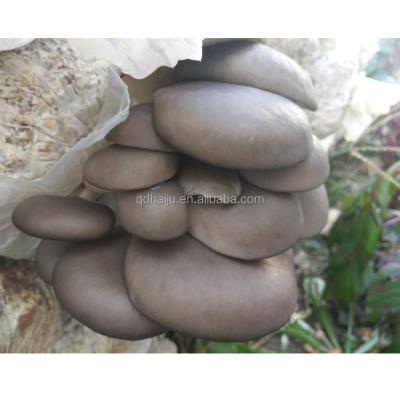 China Fresh medium temperature oyster mushroom spawn for sale for sale