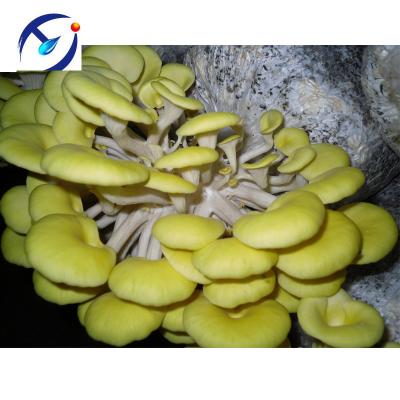 China Pleurotus citrinopileatus mushroom fresh spawn for sale for sale