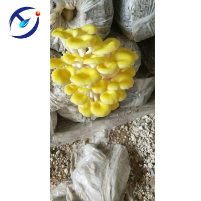 China Fresh Pleurotus citrinopileateatus sing yellow color mushroom for sale