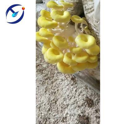 China Fresh Yellow Oyster Mushroom Spawn Culture For Sale for sale