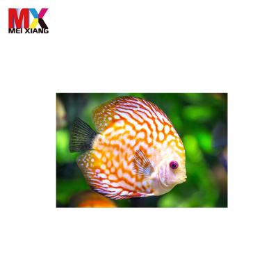 China WORLDWIDE Souvenir Customize 3d 5d Lenticular Postcard With Lovely Animal for sale