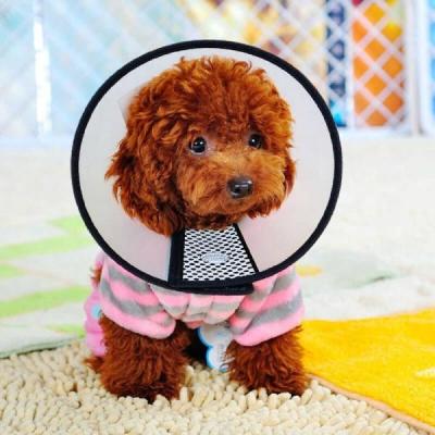 China Viable Neck Circumference Medium Size 5# Cone E-Collar Small Pet Dogs And Recovery Adult Adjustable Soft Edge Cats Plastic Pet E Collar for sale