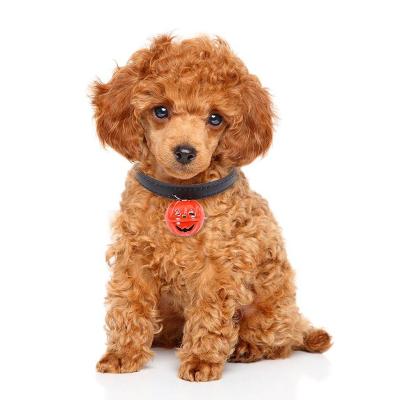 China DIVTOP Halloween Pumpkin Bell Pet Supplies Accessories Custom Cat Dog Collar Adjustable Buckle Cat Dog Collar Adjustable Buckle Stored Easy Dog Stored. for sale