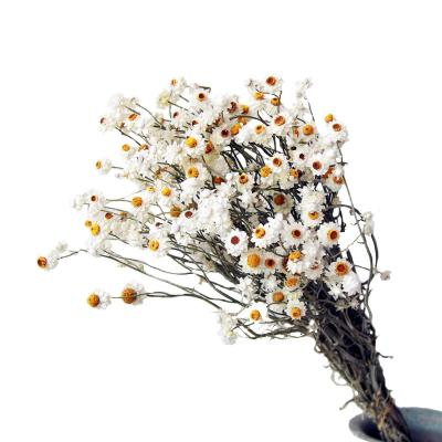 China Natural Dry Daisy Dried Exclusively Handcrafted From Daisy Flower Manufacturers Wholesale Home Decoration for sale