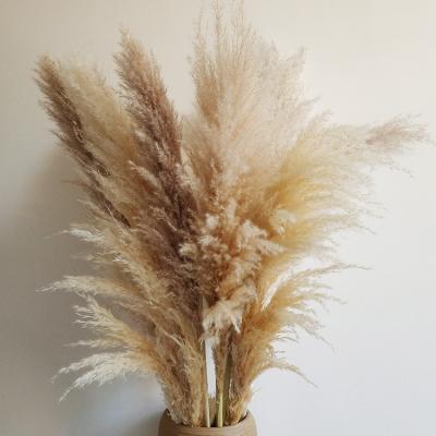 China Exclusively Handcrafted Hot Dried Pampas Grass Makers Wholesale Amazon Wedding Party Decoration for sale