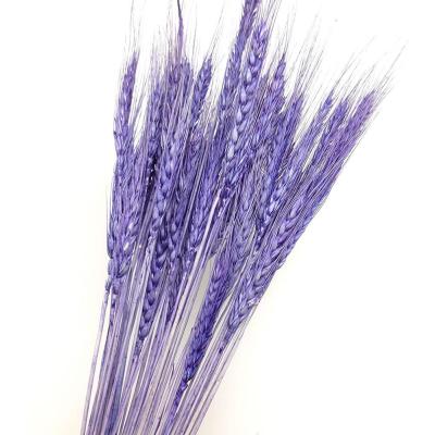 China Exclusively Handcrafted High Quality Dried Flower Dried Wheat Grass Dried Wheat Wholesale for sale