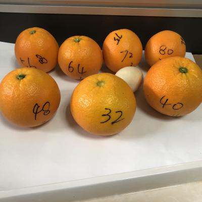 中国 Fresh the most delicious and sweet fresh orange lane fresh citrus late orange on sale 販売のため