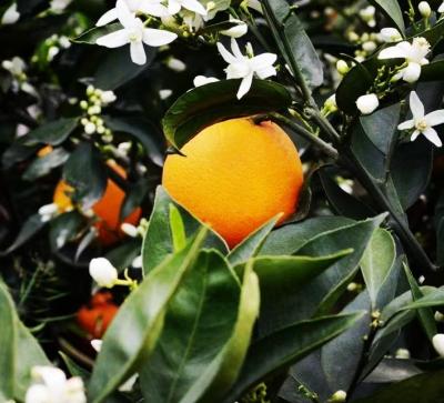 中国 Fresh the most delicious sweet oranges fresh alley citrus late orange on sale 販売のため