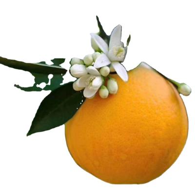 中国 Fresh the most delicious sweet oranges fresh alley citrus late orange on sale 販売のため