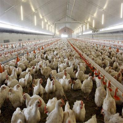 China Prefab steel structure poultry farm shed, goat farming/cow shed/chicken farm building for sale