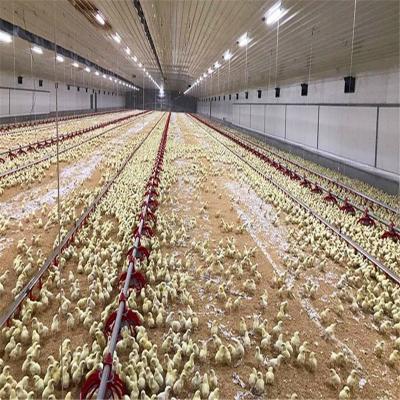 China Prefab warehouse steel structure space view poultry shed cow shed farm building low cost shed designs chicken house for sale