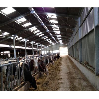 China Dairy Farms Prefab Steel Structure Cow Shed Building Cow Farm Shed for sale