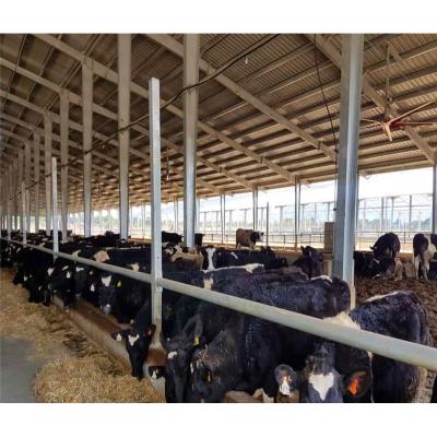 China Prefab Farms Cow Shed Milking Cow Farm Dairy Cow Shed Construction for sale