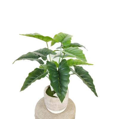 China High Quality Eco-friendly Simulation Plastic Artificial Plants Hot Sale Home Decoration Alocasia for sale