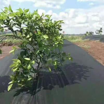 China Nonwoven Fabric Waterproof Garden Fruit Protection Pest Control Plant Ground Covers for sale