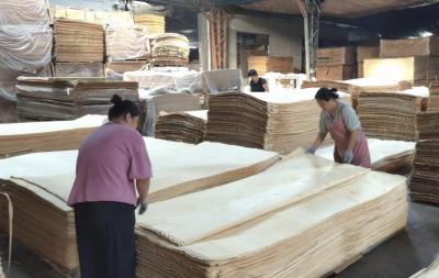 China 0.25-0.5mm Russian Birch Veneer Rotary Cut Wood Veneer 1270x2500mm for sale