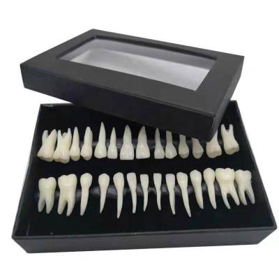 China Teach the study pattern. Environmental protection safety and sale harmless endodontic dental tooth model for sale