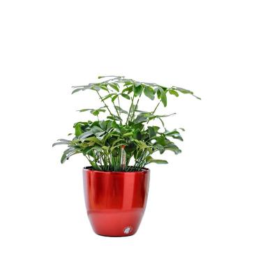 China hydroponic growing systems flower pot similar as Lechuza planter Plastic pot for sale