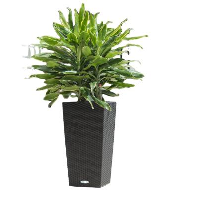 China pots for plants plastic self watering decoration large rattan flower pots for sale