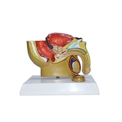 China School production of high quality human anatomy model structure display teaching male genital model for sale