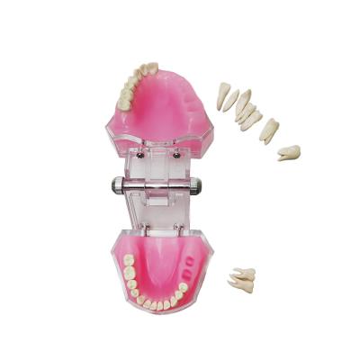 China Dental Study Dentistry Oral Tooth Extraction Exercises Tooth Model Soft Gums for sale