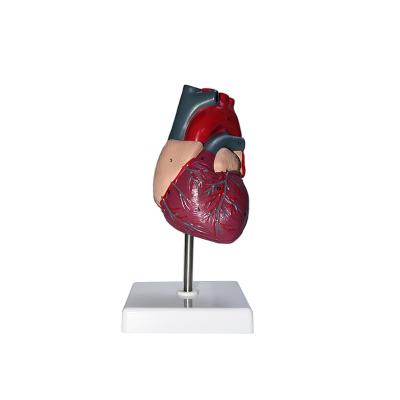 China Removable Lid Human Anatomical Model With Numbered Heart Model Teaching Model for sale